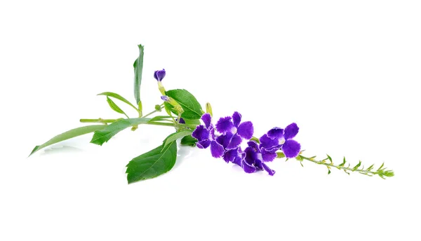 Flores Púrpuras Aisladas Sobre Fondo Blanco — Foto de Stock