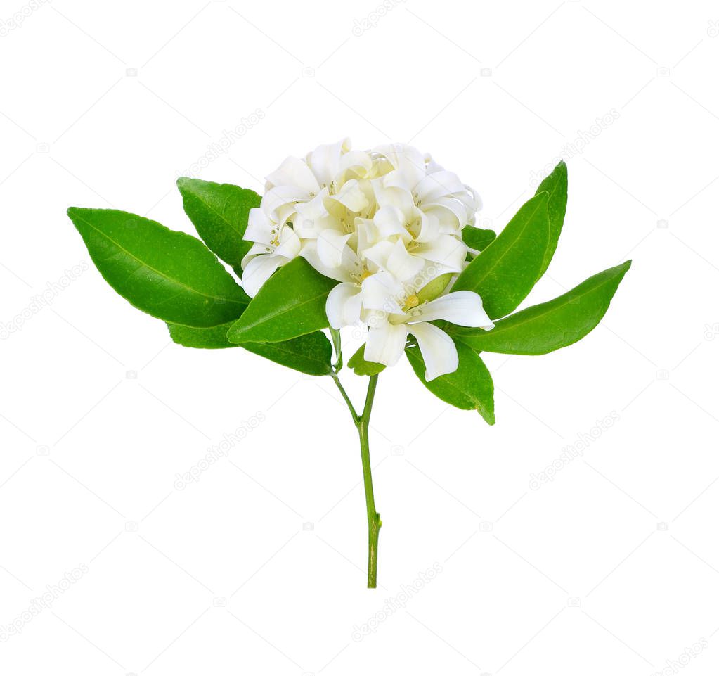 White flower, Orange Jessamine (Murraya paniculata) or China Box Tree, Andaman Satinwood, isolated on a white backgroun