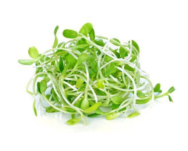 yeşil genç ayçiçeği filizleri beyaz arka planda izole edilmiş.