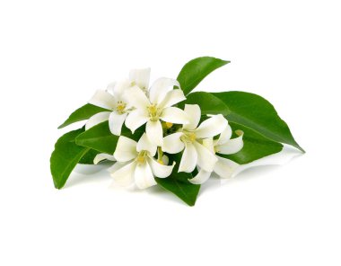 Beyaz çiçek, turuncu Yasemin (Murraya paniculata) veya Çin kutusunu ağaç, Andaman Satinwood