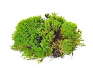 Yeşil yosun, beyaz fırında izole edilmiş.