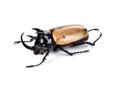 beyaz izole böceği (gergedan böceği) mücadele