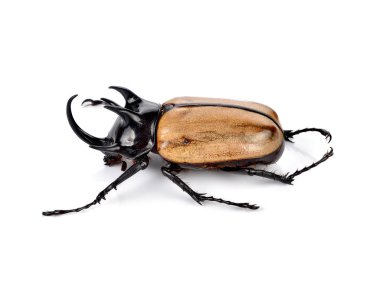 beyaz izole böceği (gergedan böceği) mücadele