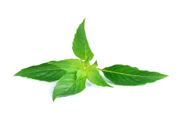 Basil Leaves Isolated White Background — Stock Photo, Image