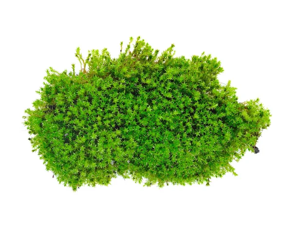 Green Moss Isolated White Bakground — Stock Photo, Image