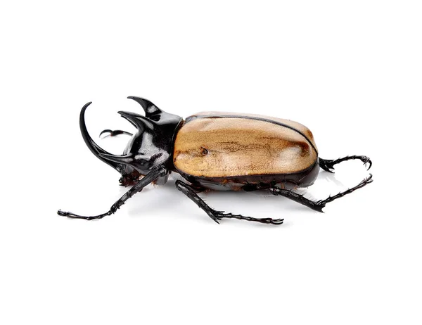 Bestrijding Van Beetle Kever Neushoorn Geïsoleerd Wit — Stockfoto