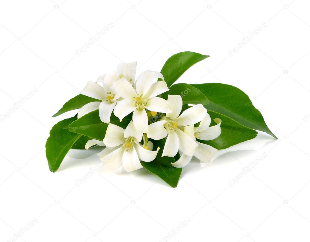 White flower, Orange Jessamine (Murraya paniculata) or China Box Tree, Andaman Satinwood