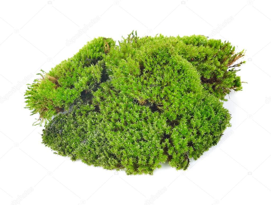 Green moss isolated on white bakground