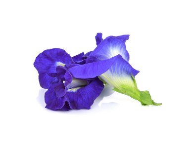 Beyaz arka planda kelebek bezelyesi çiçeği