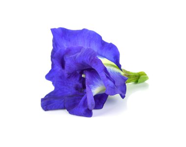 Beyaz arka planda kelebek bezelyesi çiçeği