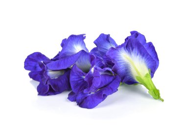 Beyaz arka planda kelebek bezelyesi çiçeği