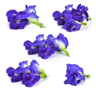 Beyaz arka planda kelebek bezelyesi çiçeği