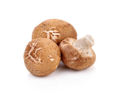 Beyaz arkaplanda shiitake mantarı