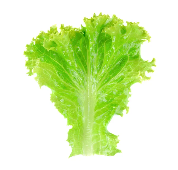 Frischer Grüner Salat Isoliert Auf Weißem — Stockfoto