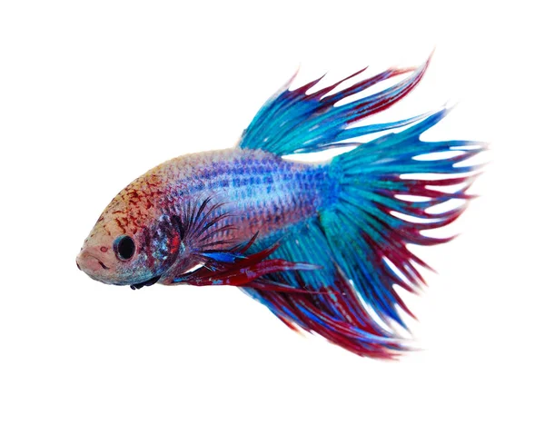 Betta Azul Isolado Branco — Fotografia de Stock