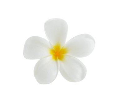 Beyaz arka plan üzerinde izole tropikal çiçek frangipani (plumeria)