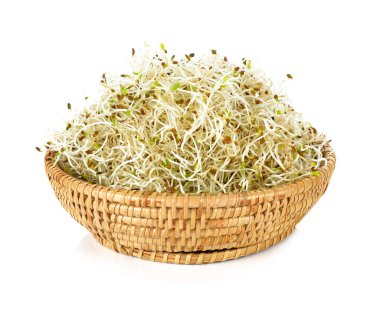 Filiz yonca tohumu beyaz bir arka plan üzerinde