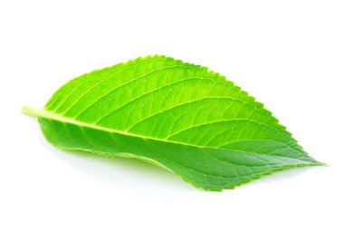 Beyaz arkaplanda yeşil yaprak