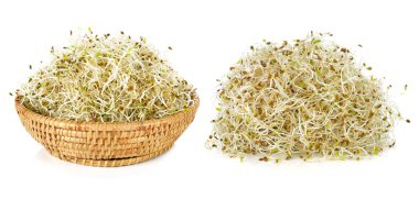 Beyaz bir arka plan üzerinde filizlenmiş yonca