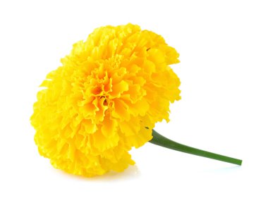 Beyaz arkaplanda kadife çiçeği