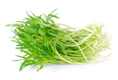 Morning glory fidan beyaz arka plan üzerinde