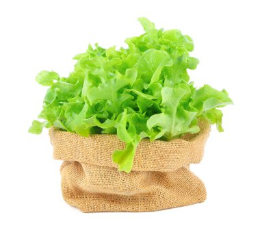 beyaz zemin üzerine yeşil meşe marul