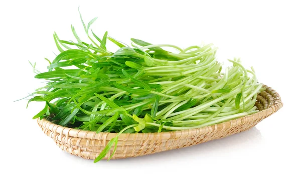 Morning Glory Seedlings White Background — Stock Photo, Image