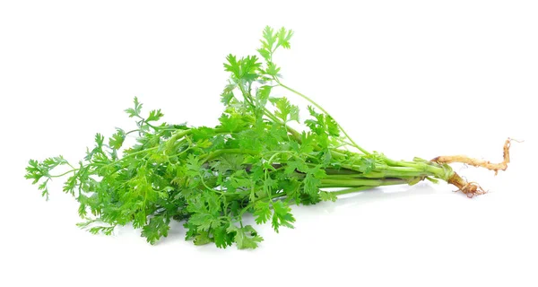 Coriander Isolated White Background — Stock Photo, Image