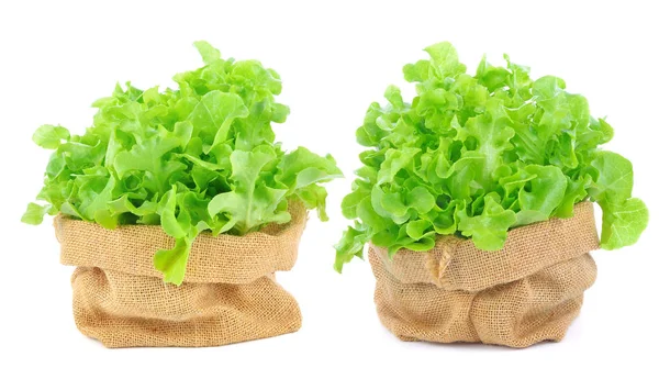 Green Lettuce White Background — Stock Photo, Image
