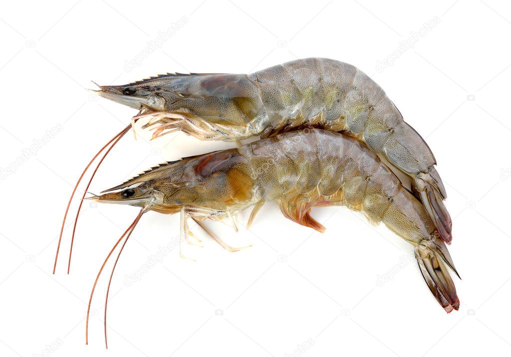 Raw shrimps on a white background