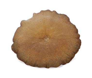Mantar, hedlom Kuzey Tay ismi (Lentinus polychrous Lev.) beyaz arka plan üzerinde.