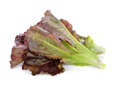 Beyaz arka plan üzerinde çünkü Marul Hydroponic sebze, kırmızı