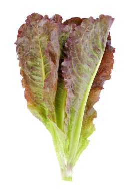 Beyaz arka plan üzerinde çünkü Marul Hydroponic sebze, kırmızı