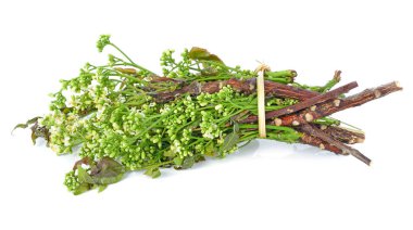 Siyam neem ağacı, nim, tespihağacı, kinin (azadirachta indica a. juss. var. siamensis valeton)