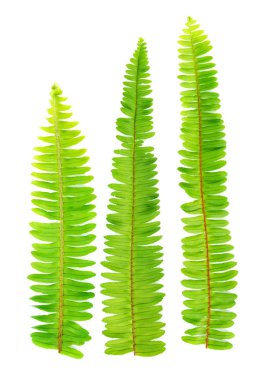 taze fern izole üzerinde beyaz zemin yaprak