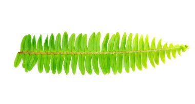 taze fern izole üzerinde beyaz zemin yaprak