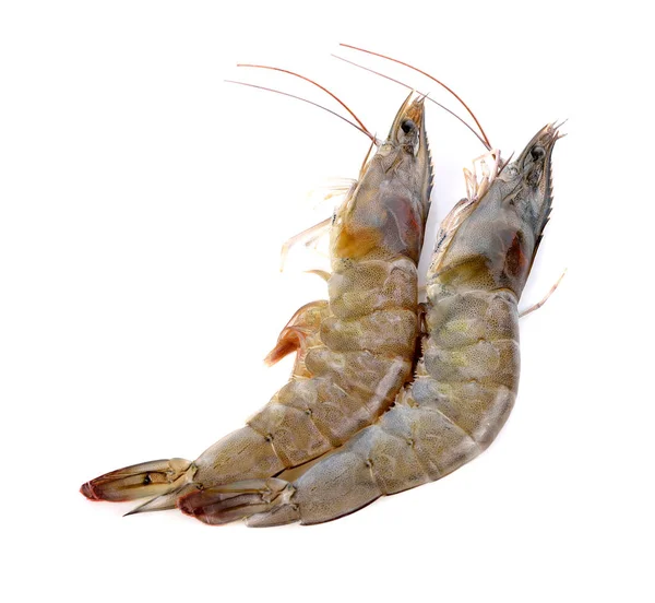 Fresh Shrimp Prawn White Background — 스톡 사진
