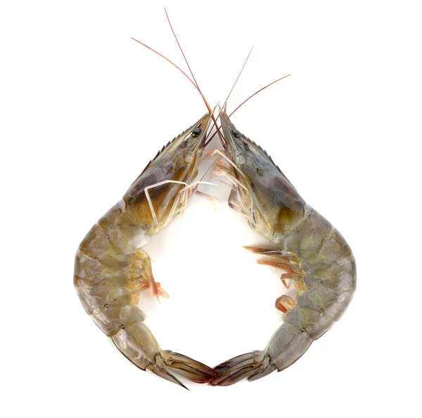 Fresh Shrimp Prawn White Background — Stock Photo, Image