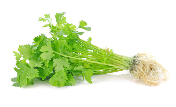 fresh celery leaf isolated on white background