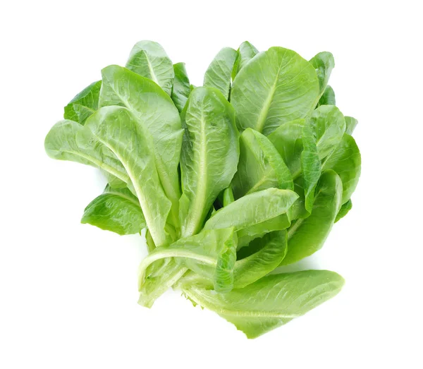 Fresh Cos Lettuce White Background — Stock Photo, Image