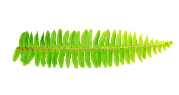 Fresh fern leaf isolated on white background