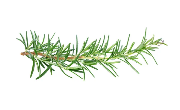 Rosemary Isolated White Background — Stock Photo, Image