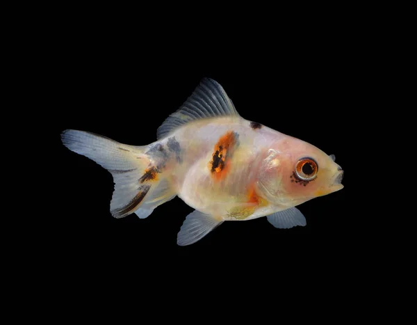 Золотые Рыбки Изолированы Черном Фоне — стоковое фото