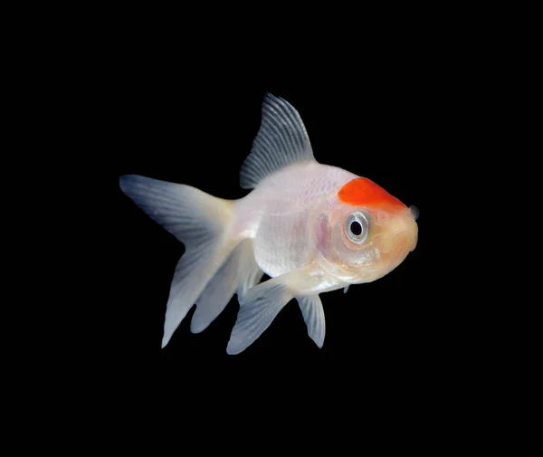 Goldfish Isolado Fundo Preto — Fotografia de Stock