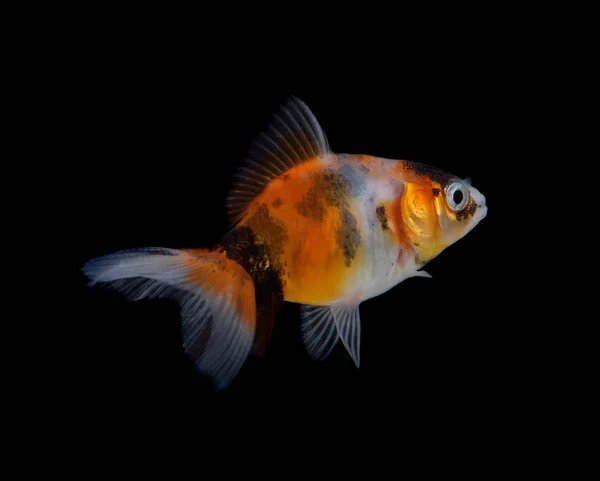 Peixe Dourado Isolado Sobre Fundo Preto — Fotografia de Stock