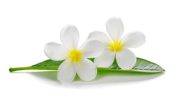 Beyaz Arka Plan Üzerinde Izole Tropikal Çiçek Frangipani Plumeria — Stok fotoğraf
