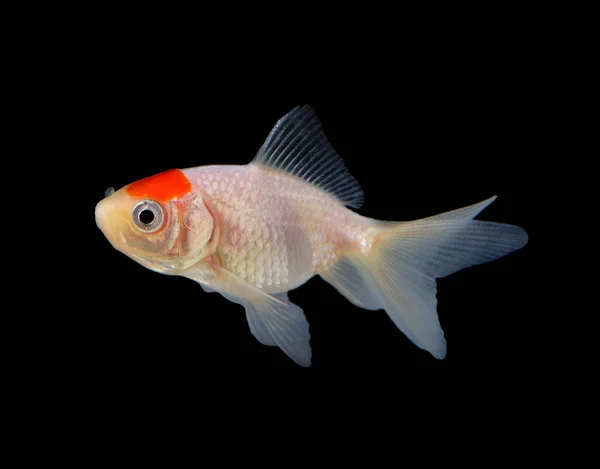 Goldfish Isolado Fundo Preto — Fotografia de Stock