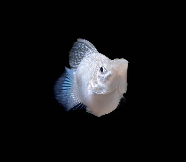 Balloon Silver Molly Fish Black — Stock Photo, Image