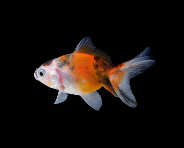 Золотая Рыба Черном Фоне — стоковое фото