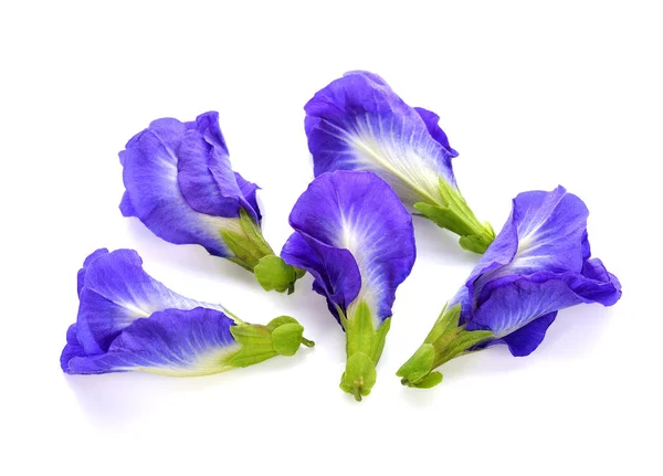 Flor Guisante Mariposa Sobre Fondo Blanco —  Fotos de Stock